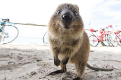 Perth: Rottnest Island Ferry Round-Trip Ticket