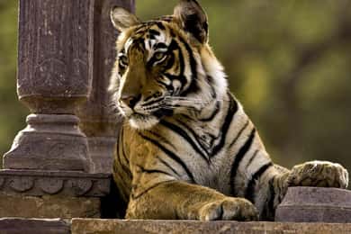 8 Days GOLDEN TRIANGLE WITH RANTHAMBORE WILDLIFE SAFARI