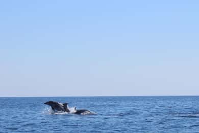 Marsaskala: Passeio de barco para observação de golfinhos