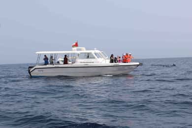 Muscat: tour di avvistamento dei delfini e snorkeling in barca