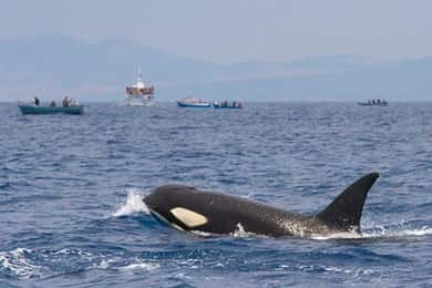 Barbate: Observación de delfines y ballenas en el Cabo de Trafalgar