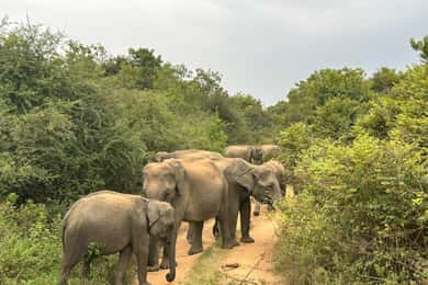 Hikkaduwa/Galle/Mirissa : Débarquement à Ella avec Udawalawe Safari