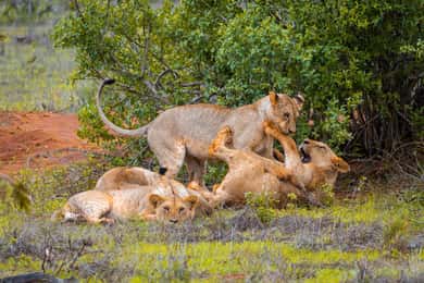 From Kilifi, Watamu, Malindi: Tsavo East Day Safari