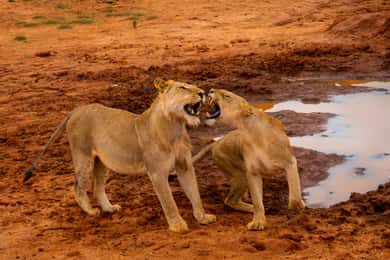 From Mombasa/Mtwapa/Diani/Tiwi: Tsavo East Full-Day Safari