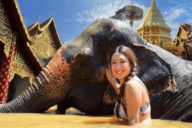 Elephant care with Wat Umong, Doi Suthep and Night City view