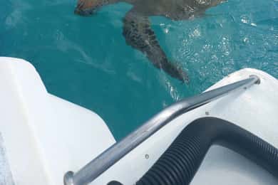 Mauritius: Snorkeling con le tartarughe Il motoscafo Le Transporteur