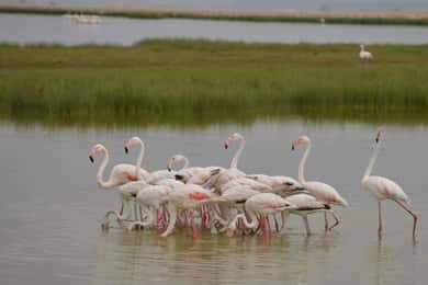 Private Game Drives in Amboseli