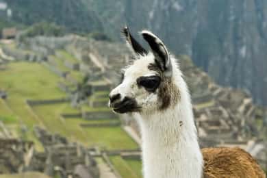 Tour Machu Picchu + Montaña Huayna Picchu