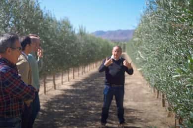 OleoAlmanzora: Guided tour olive groves and EVOO facilities