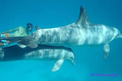 Dolphin house snorkeling trip