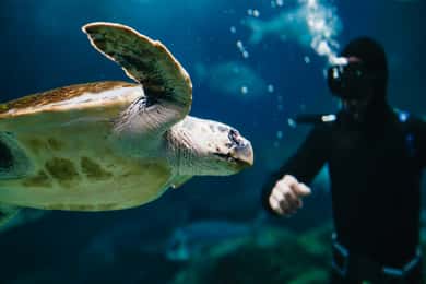 Heraklion-området: Inngangsbillett til CRETAquarium