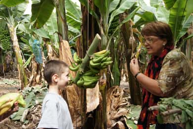 Teneriffa: Finca Las Margaritas Bananenplantage erleben