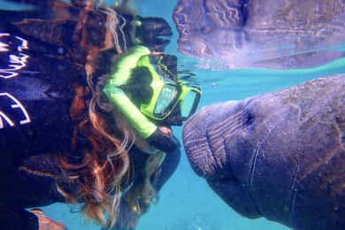 Crystal River: Manatee Swim Group Tour