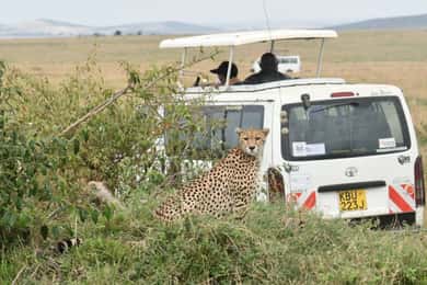 From Nairobi to Masai Mara:2-Days 1-Night Private 4WD Safari