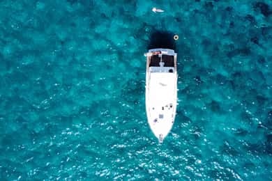 Las Galletas: Whale & Dolphin Tour with Local Skipper