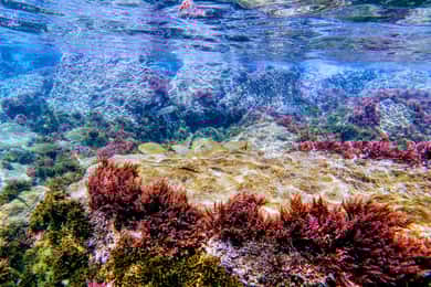 Tarifa: Guided Strait Natural Park Snorkel Tour