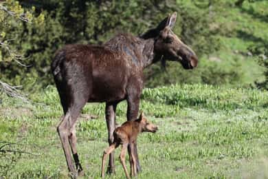 Private Sunset Safari of Grand Teton National Park
