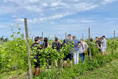 Sirmione: Vineyard Tour with Lugana Wines and Local Tastings