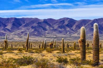 De Salta: Passeio ao Parque Nacional Cachi e Los Cardones