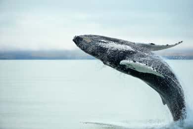 Kaikōura Day Tour From Christchurch With Whale Watch