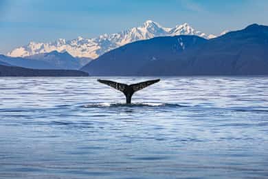 Kaikōura Day Tour From Christchurch With Dolphin Encounter