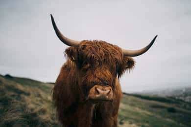 From Edinburgh: Scottish Highlands Full-Day Trip