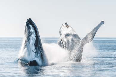Hervey Bay: Half-Day Whale and Island Adventure by Boat