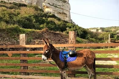 Sassari: hiking with donkeys in Cargeghe and aperitif