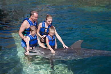 Puerto Morelos: Swim with dolphins Primax