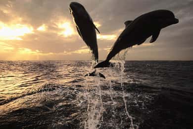 Poreč: Private Schnorchel Tour mit Delfin-Beobachtung