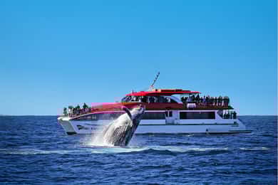 Sydney: Whale Watching & Hop On Hop Off Cruise Package