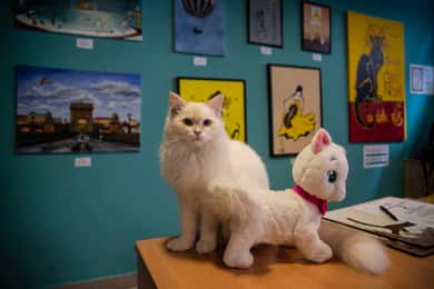 Ticket für das Katzenmuseum Budapest