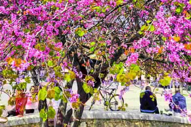 Visita expressa à cidade de Corfu: 90 minutos de história e cultura