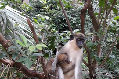 Banjul: 7 Attractions Day Tour with Monkey Park