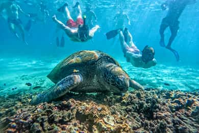 Koh Tao: Passeio de mergulho com snorkel em Koh Nangyuan e baías escondidas com almoço