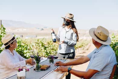 Guided Vineyard Tour with Wine Tasting at Rondo del Valle
