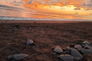 Puerto Vallarta: Sea turtle release at Sunset