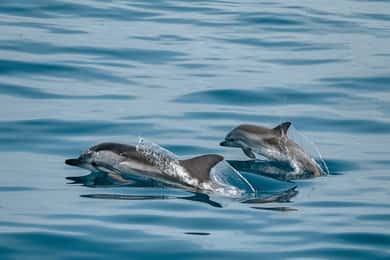 Sotogrande: Excursión en barco para avistar delfines con bebida