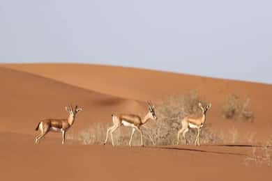 Agadir: Visita al Parque Nacional y al Desierto del Sáhara, con almuerzo incluido