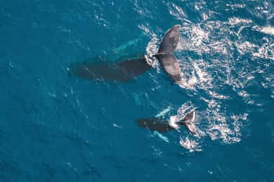 Kaikoura: 40-Minute Whale Watching Flight with Commentary
