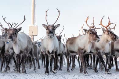 Från Abisko/Björkliden: Besök samer & renar i Kiruna