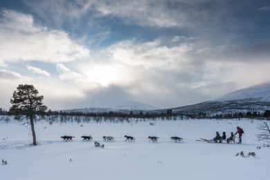 Från Abisko: Hundspannstur till Kiruna med fika