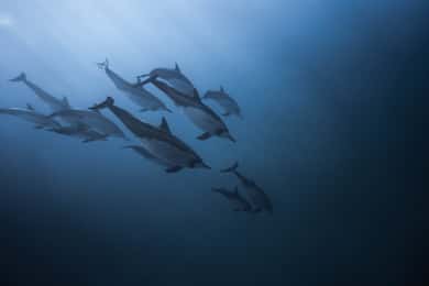 Mauritius: i delfini guardano mezza giornata