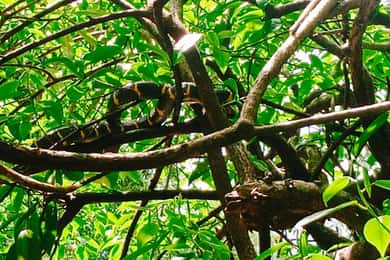 Khao Lak: Heldagstur i Khao Sok Jungle Walk og kanosejlads