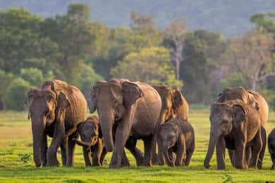 From Sigiriya: Minneriya National Park Elephant Safari