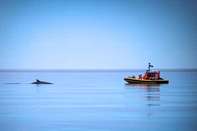 Tadoussac/Charlevoix: Excursão de Zodíaco para observação de baleias
