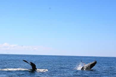 Uvita: Valskådningstur i Marino Ballena nationalpark