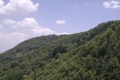 Шимла: пеший тур на холм Тарадеви с местным гидом