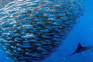 Moalboal Sardines Run Privat tur