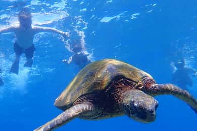 Panglao: Balicasag Island Tour med sköldpadds- och delfinskådning